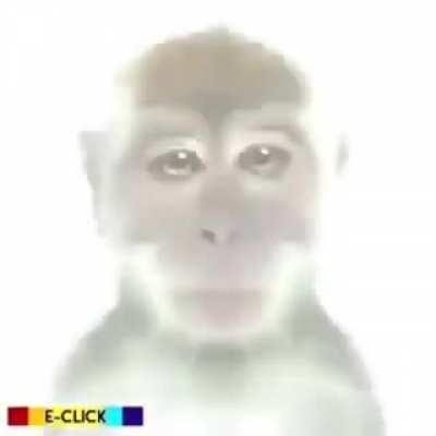 🐵