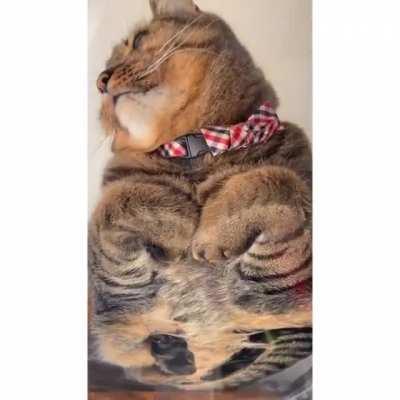 Down view of a catloaf