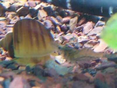 A snail and a ghost shrimp both eating a dead ghost shrimp.