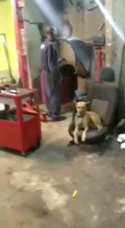 Perro volar silla explosión mecánico perfect cut