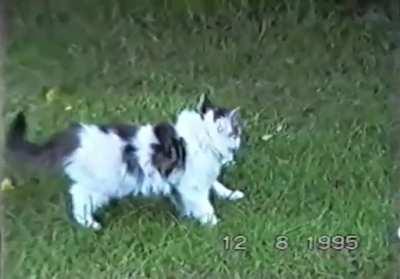 My dad filmed our cats for hours when we were growing up