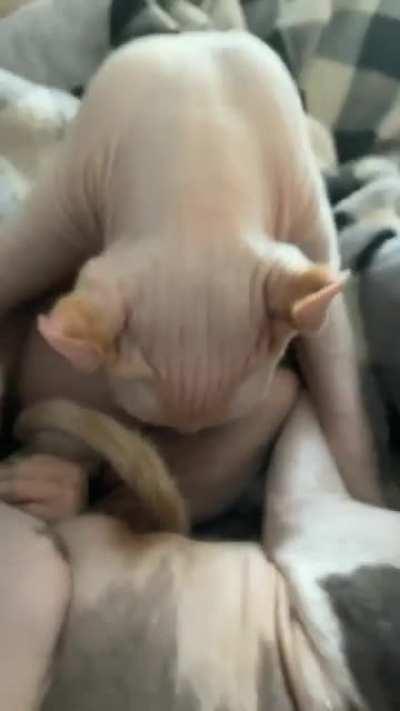 Cat fell asleep mid tummy lick