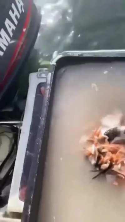 Shark in lake scares passengers