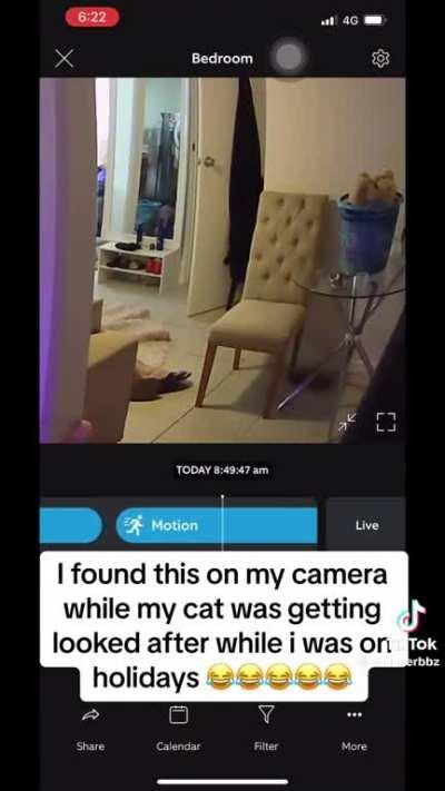 OP stated the cat is fine 😂