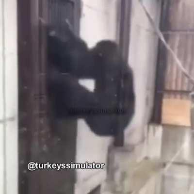 maymublar beraber güçlü