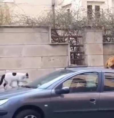 No mating on the car!