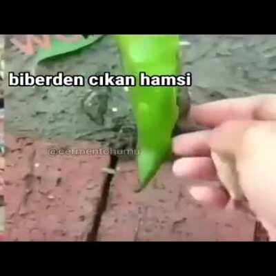 Richard Dawkins bu videodaki olayları umutsuz vaka ilan etti bre kafirler