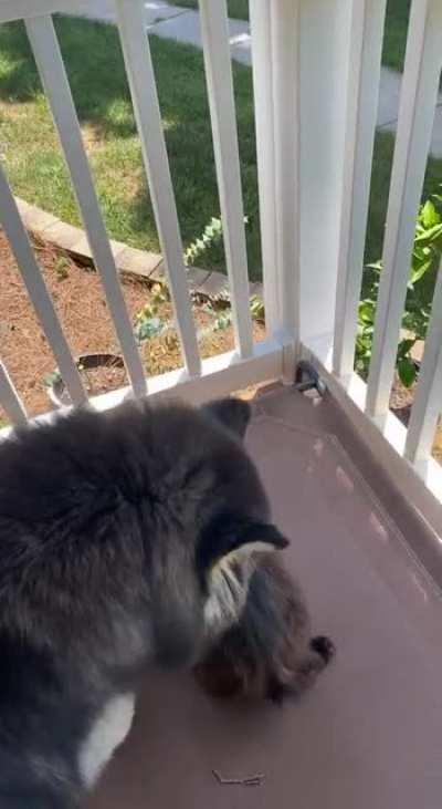 Loves to be outside but eats grass until she pukes. Now she can’t leave the porch