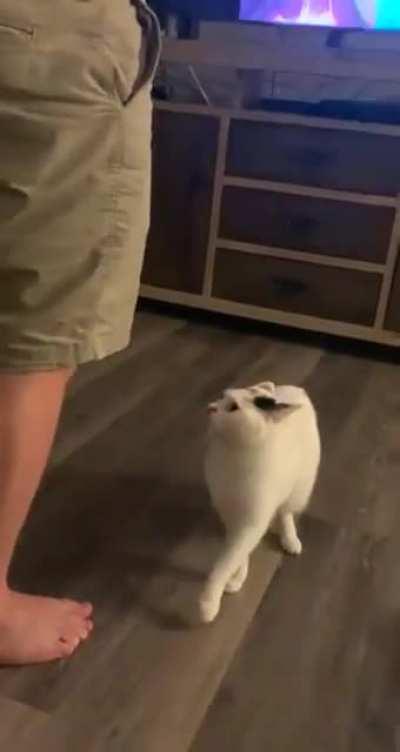 Cat doesn't seem to like virtual reality