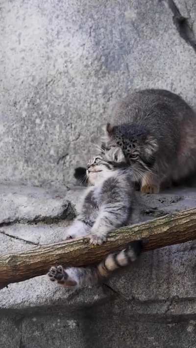 Mom knows best, but this baby won't give up without a fight