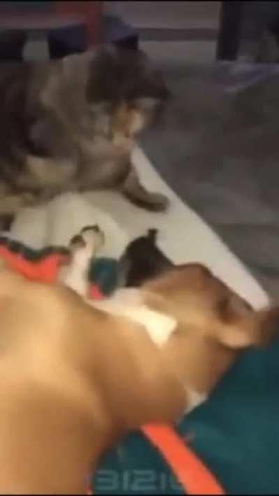 Gato pical a shoro zi