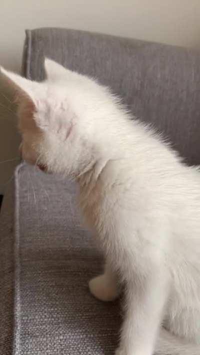 This is Ollie! Also known as Squeaky Boy :)