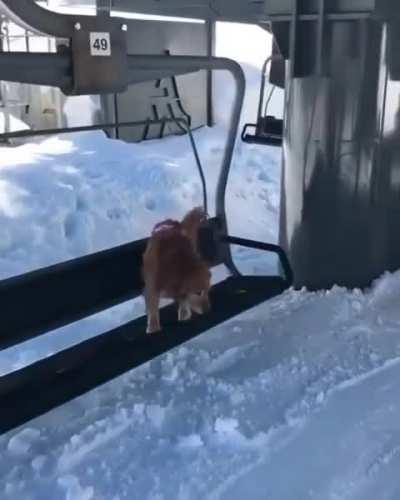 Avalanche doggos are the best doggos.