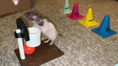 My incredible pet rat Butter combining weaves with basketball!