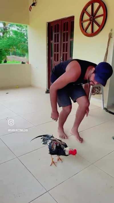 That chicken got dem moves