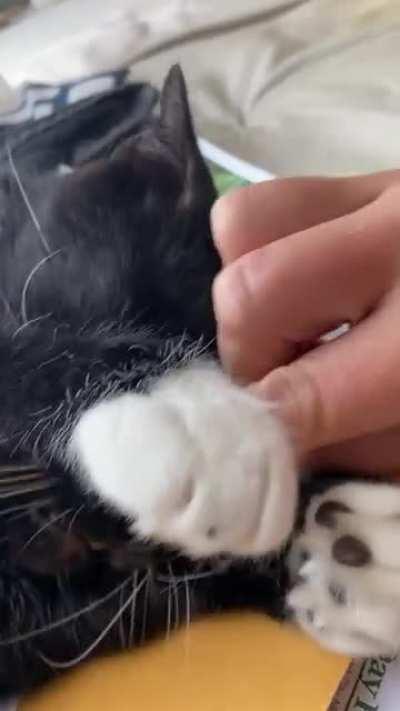 Anyone else’s cat like their snoot rubbed?