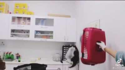 Bring me to the vet, I’ll destroy it