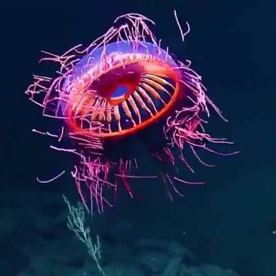 This mesmerising jellyfish 🤯