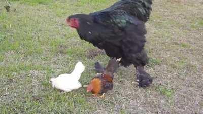 This Alpha Mega Rooster