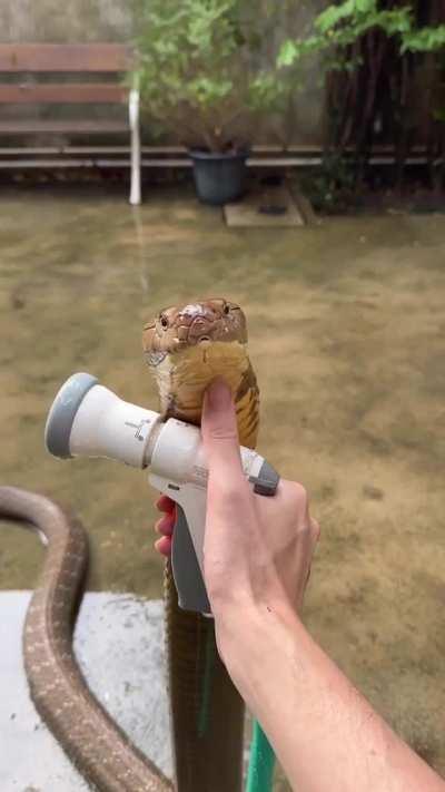 King cobra refreshing her self