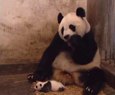 Baby panda sneezes and scares his mum..