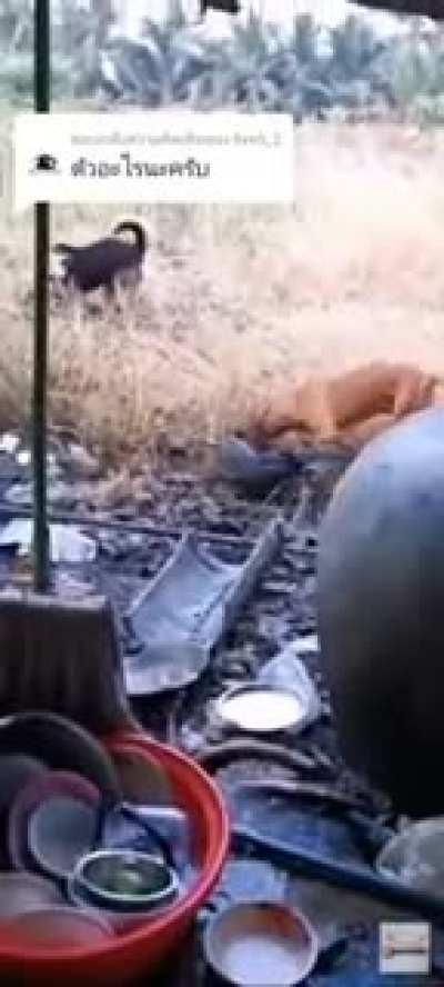 These dogs don't belong in homes with small children. Unleashed pitbull mauls a giant monitor lizard somewhere in Vietnam