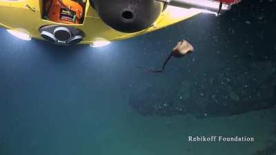 A gulper eel making itself spherical!