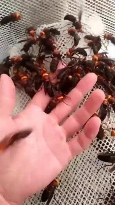 Bee amazed by Murder Hornets