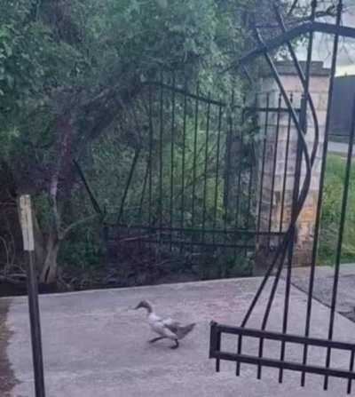 Duck, bane of the gate