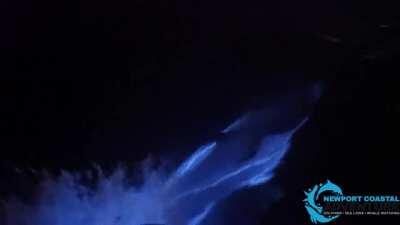 'Glowing' dolphins playing in the bioluminescent surf off the coast of Newport Beach, California. Bioluminescent algae (or dinoflagellates) are known for producing a flash of light whenever their surroundings are disturbed.