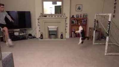 Como um GATOOOOOOOO! Agora faz sentido.