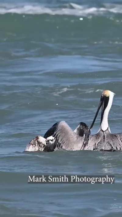 Pelican attacks an Osprey.
