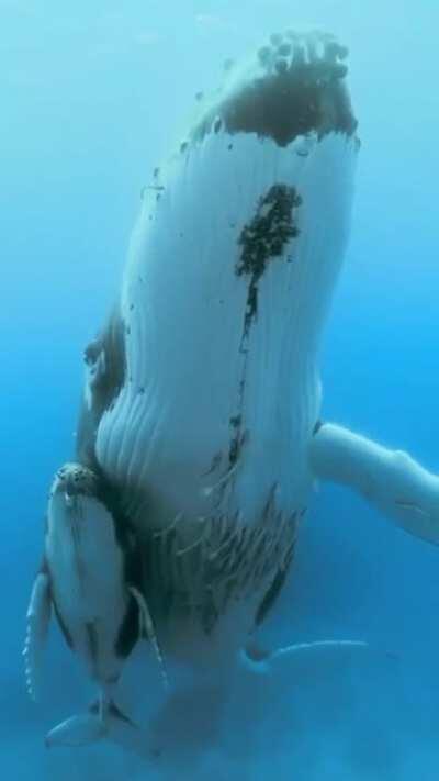 🔥 Stunning humpback whale with its baby