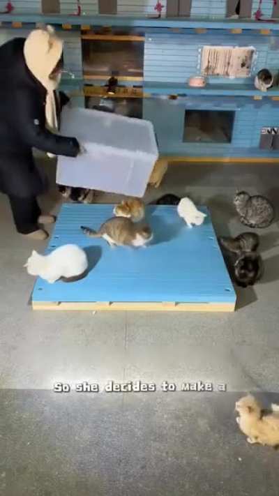 This woman who built an apartment for cats in the winter