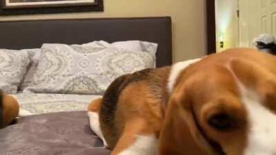 My beagles Copper (left) and Bristol (right) getting cozy