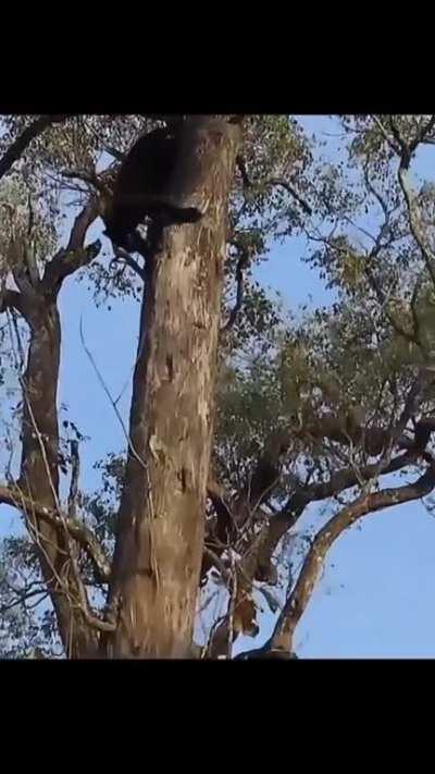 Just a friendly reminder of Panther's Climbing Abilities