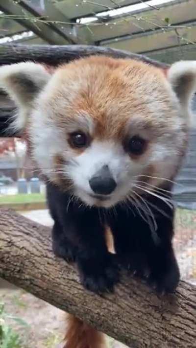 Polite red panda eating red grapes politely..
