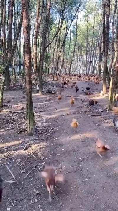 When Zombie Chickens attack