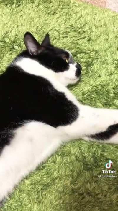 A Cruel Angel's Meowsis