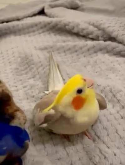 Somebody please add to this