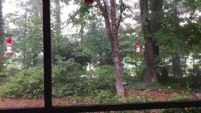 Summer storm in the Deep South. Includes nice thunderclap