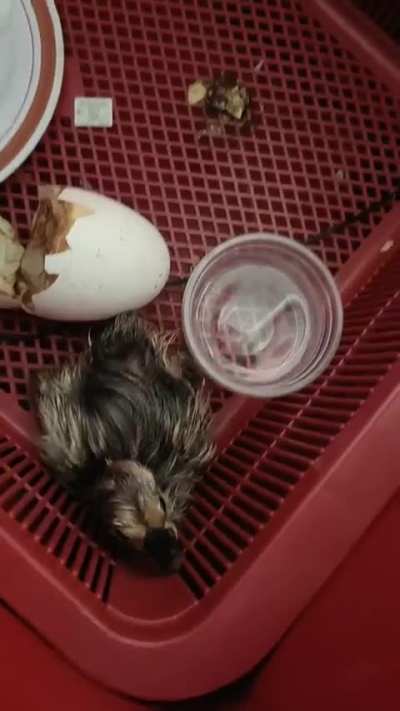 The baby gossling just came out from eggshell this morning:) So happy