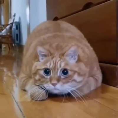 That case when the cat finds a hidden camera