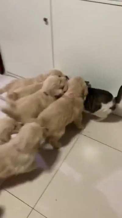 UnCaGeD MuRdEr PupPiEs AtTeMpT tO SmOtHeR DeFeNsELeSs KiTtEn