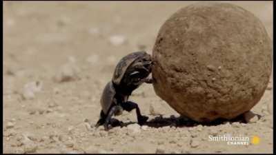 Dung Defender be like: