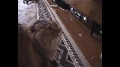 Why Karst (and not Tulina) is literally a Cat Burglar