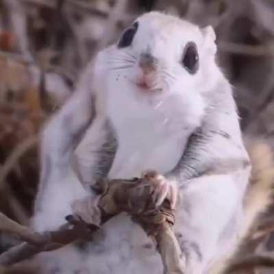 🔥 Siberian flying squirrel..