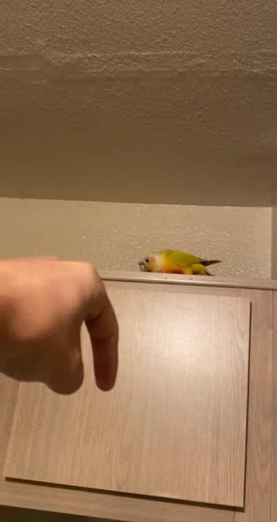 Widget is the undefeated Bonk queen