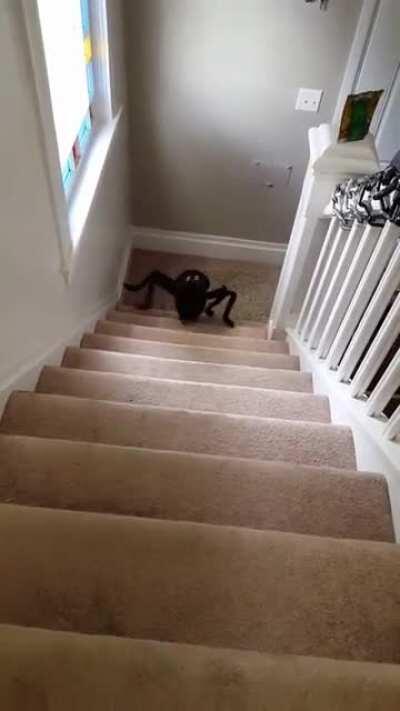 I bought my dog a spider costume :')