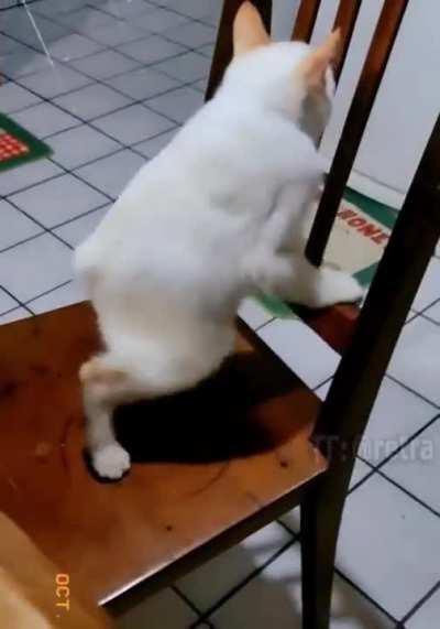 This is what a cat with short spine syndrome looks like. Almost a rabbit.